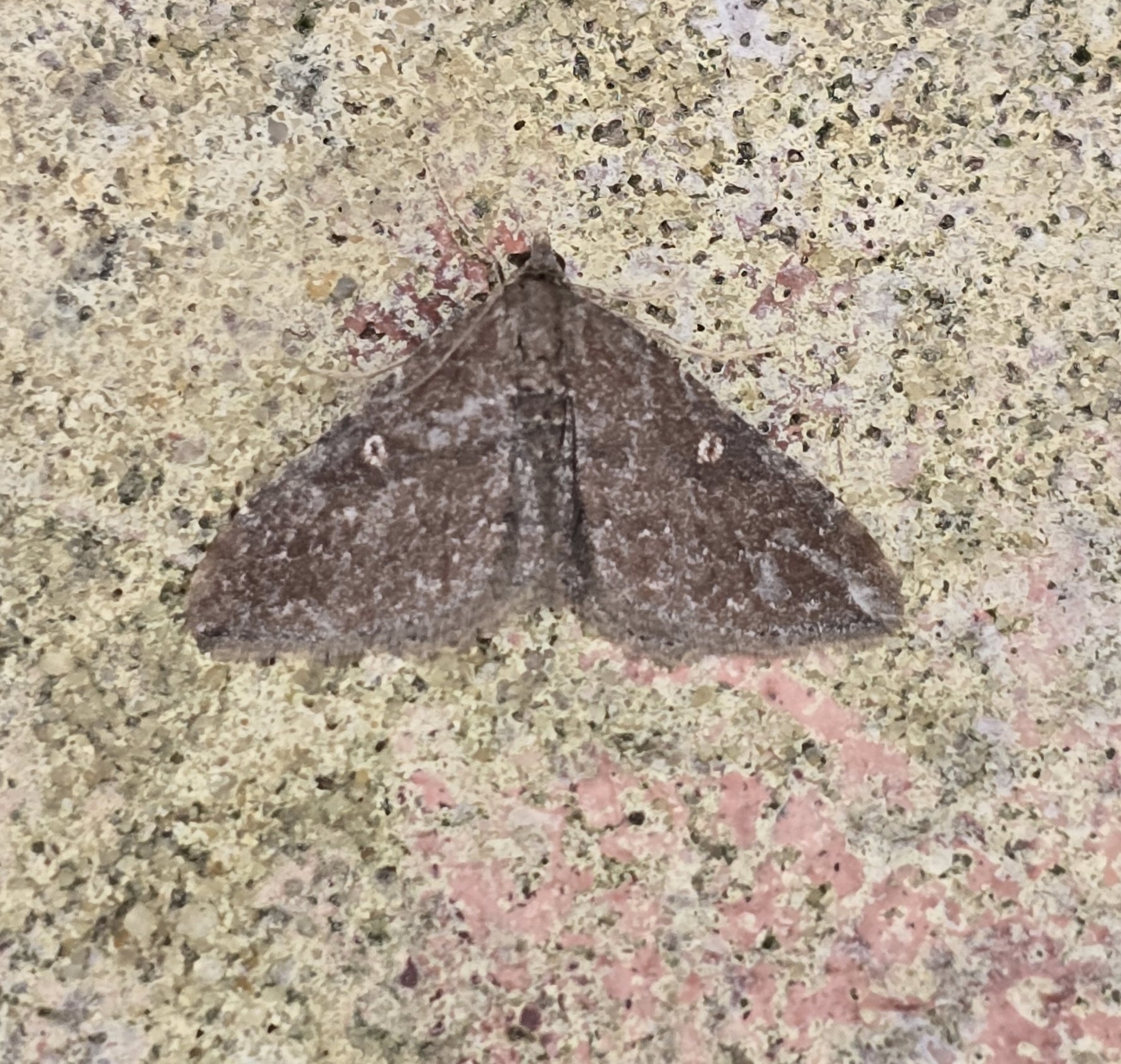 Photo of Gem (Nycterosea obstipata)